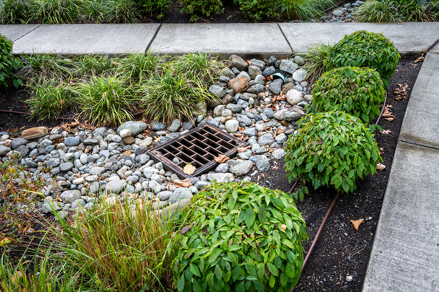 a stormwater drain surrounded by rocks and vegetation off a sidewalk
